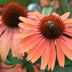 Echinacea