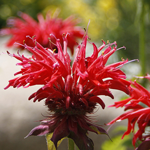 Monarda