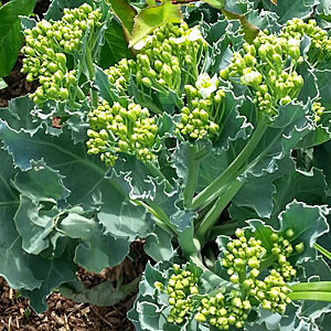Sea Kale