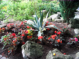 Annual flower garden