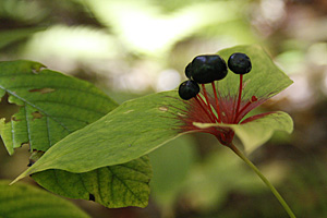 Medeola virginiana
