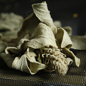 Dried Mullen Leaf